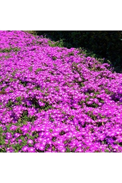 Genel Markalar Acem Halısı Çiçeği Tohumu 100 Tohum