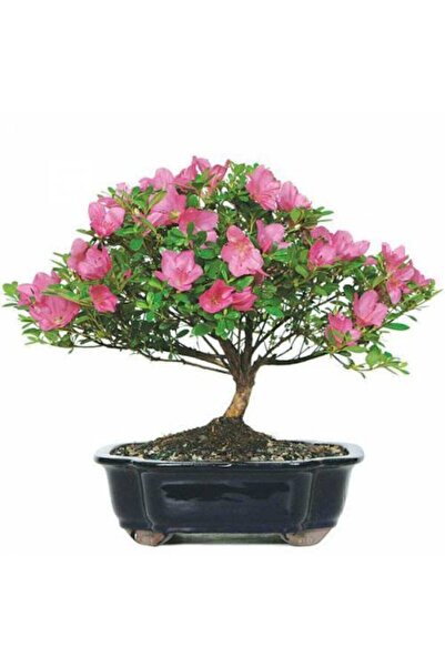 Çam Tohumculuk Orkide Bonzai Ağacı Tohumu 5 Adet Bonsai Ağacı Tohumu