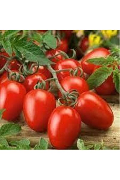 ata tohumculuk 5 Adet Tohum Çerez Domates Tohumu Atıştırmalık Domates Tohumu ...