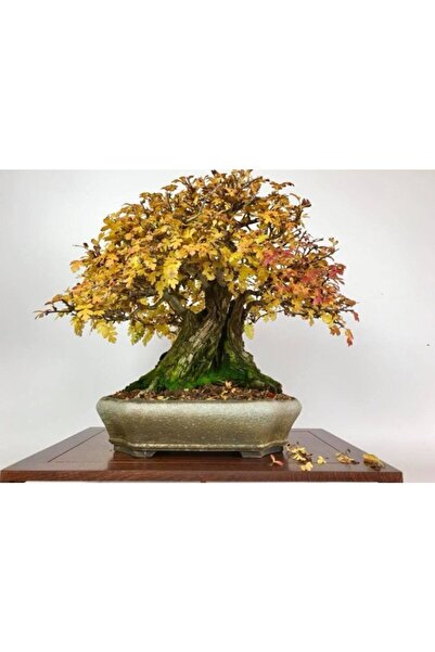 Çam Tohumculuk Nadir Ithal Bodur Sarı Alıç Bonzai Ağacı Tohumu 3 Tohum Bonsai...