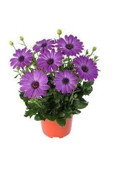 ata tohumculuk Tohum Kraliçe Papatya Çiçeği Tohumu