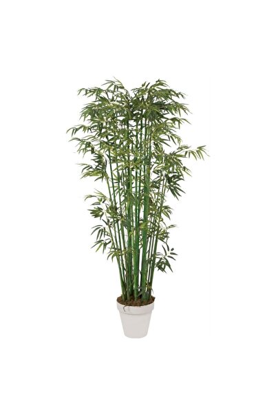 Serdar Çam Tohumculuk Saksılık Nadir Ithal Yeşil Bambu Tohumu 5 Tohum