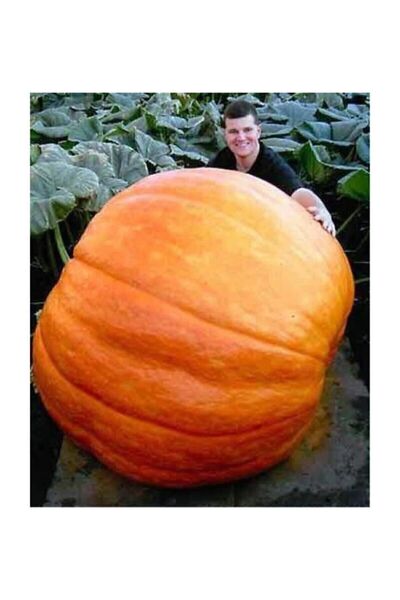 Genel Markalar Ithal Dev Kabak Tohumu 2 Adet Tohum Atlantik Giant Bal Kabağı