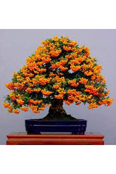 ata tohumculuk 3 Adet Tohum Yeni Dünya Ateş Dikeni Bodur Bonzai Bonsai Meyves...