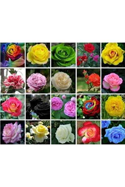 Serdar Çam Tohumculuk Ithal Nadir 20 Farklı Renkte Gül Tohumu 20 Adet Tohum