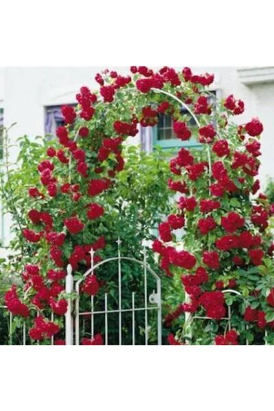 Çam Tohumculuk Saksılık Nadir Yediveren Kırmızı Sarmaşık Gül Tohumu 5 Tohum