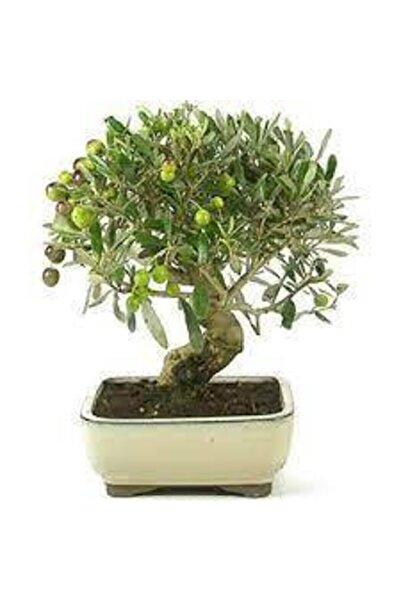 ata tohumculuk 3 Adet Bonsai Zeytin Ağacı Tohumu