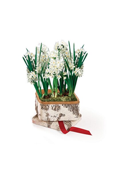 Serdar Çam Tohumculuk Nergiz Tohumu 5 Adet Tohum Nergis Çiçeği Tohumu Çiçek T...