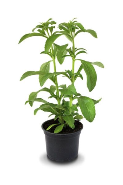 Çam Tohumculuk Stevia Ekim Seti 10 Adet Tohum Saksı Toprak Şekerotu