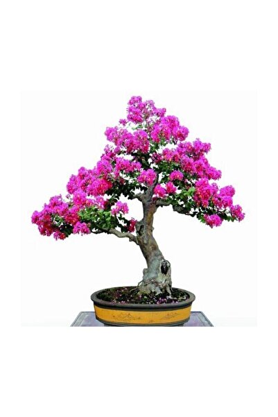 Genel Markalar Bodur Mersin Bonzai Ağacı Tohumu 5 Adet Bonsai Ağacı Tohumu