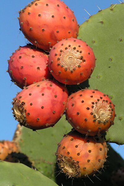 Tolgys Dikenli Incir, Frenk Inciri Tohumu / 5 Adet Tohum