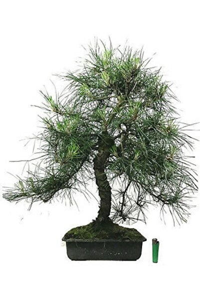 Serdar Çam Tohumculuk Karaçam Bonzai Ağacı Tohumu 5 Adet Bonsai Ağacı Tohumu