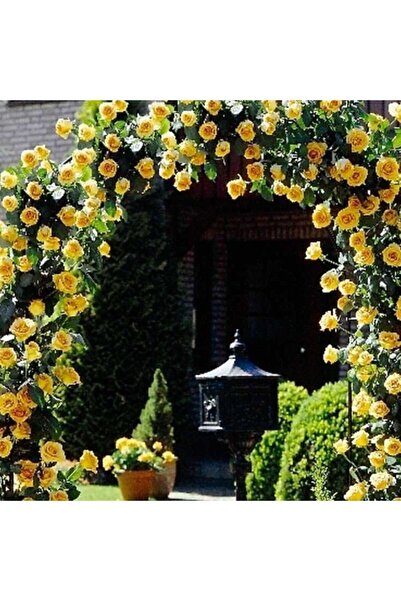 Çam Tohumculuk Nadir Ithal Yediveren Sarı Sarmaşık Gül Tohumu 5 Tohum