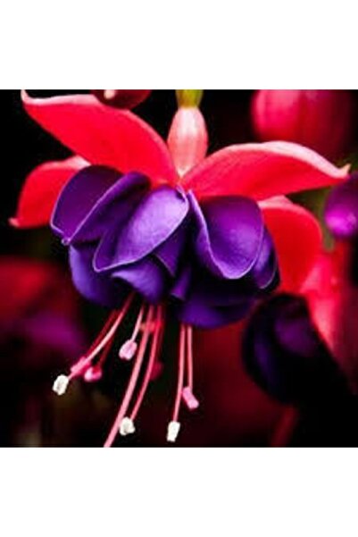 Köy Tohumları 10 Adet Tohum Nadir Mavi Küpeli Çiçeği Tohumu Mavi Küpeli Çiçek