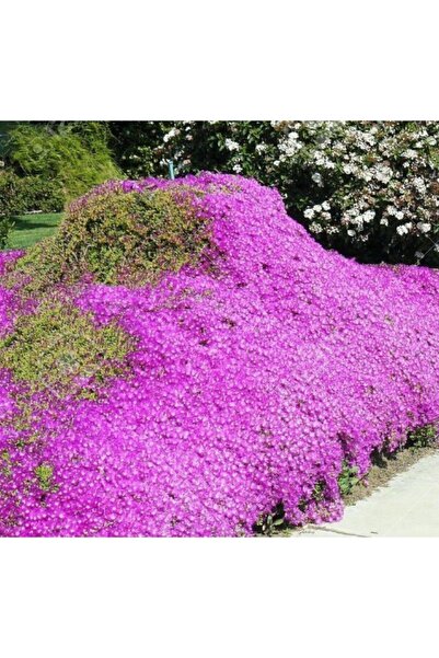 Genel Markalar 15 Adet Acem Halısı Çiçeği Tohumu