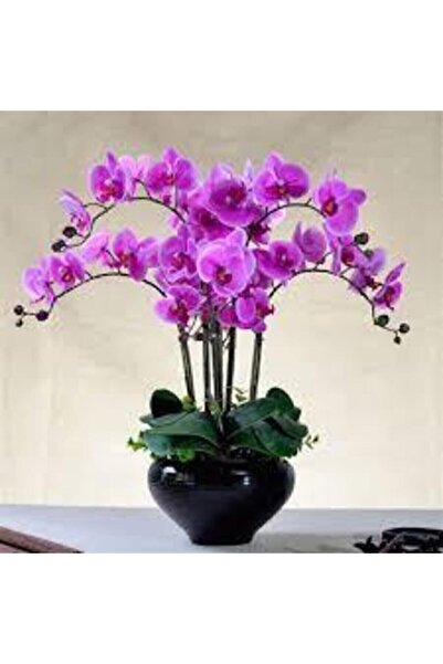 ata tohumculuk 5 Adet Tohum Nadir Mor Orkide Çiçeği Tohumu Saksı Torak Hediye...