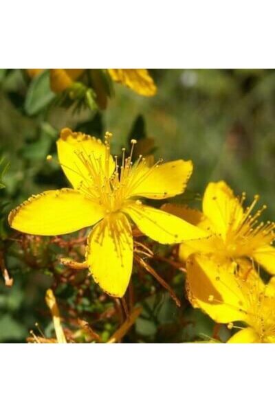 Genel Markalar Tohumculuk Sarı Kantaron Tohumu Kantaron Otu Tohumu 10 Adet Tohum
