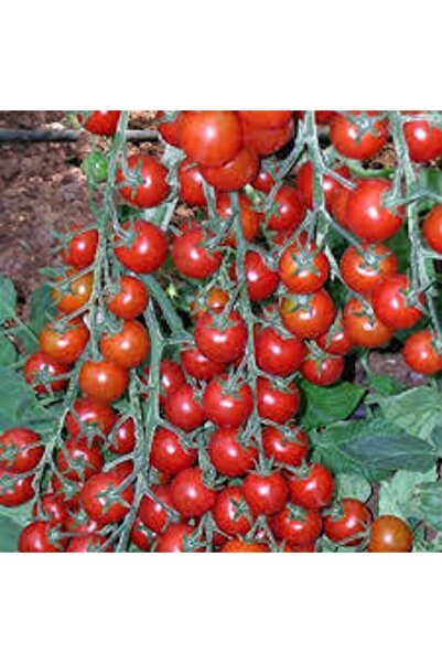 ata tohumculuk 100 Adet Tohum Eko Paket  Ithal Pinpon Domates