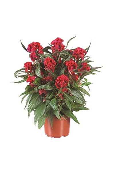 Çam Tohumculuk Karışık Horozibiği Çiçeği Ekim Seti 5 Adet Tohum Saksı Toprak Horoz İbiği Çiçeği