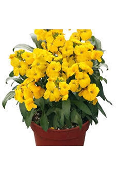 ata tohumculuk 10 Adet Tohum Çok Nadir Bulunan Sarı Şebboy Çiçeği Tohumu