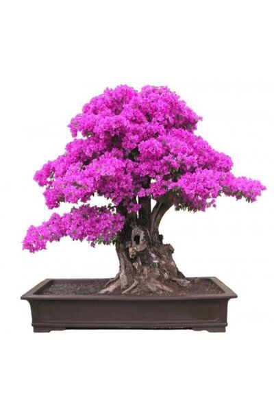 Serdar Çam Tohumculuk Bodur Mersin Bonzai Ağacı Tohumu 5 Adet Bonsai Ağacı To...