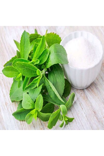 Bitki Dizayn Tatlı Bitki Stevia Şeker Otu Tohumu-100 Adet