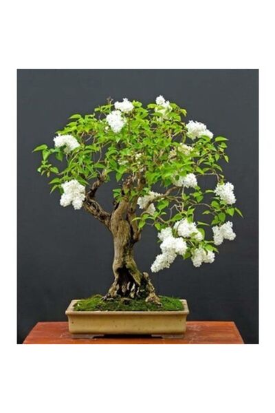 Serdar Çam Tohumculuk Bodur Beyaz Gül Bonzai Ağacı Tohumu 5 Adet Tohum Bonsai...