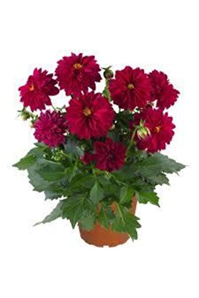 ata tohumculuk 10 Adet Yıldız Çiçeği Tohumu Karışık Dahlia Yıldız Çiçek Tohum...