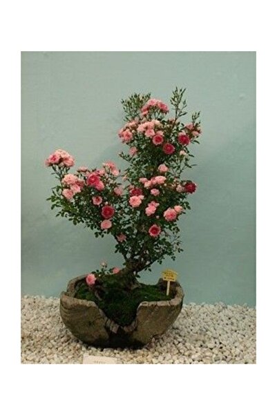 Genel Markalar Bodur Pembe Gül Bonzai Ağacı Tohumu 5 Adet Tohum Bonsai Ağacı Tohumu