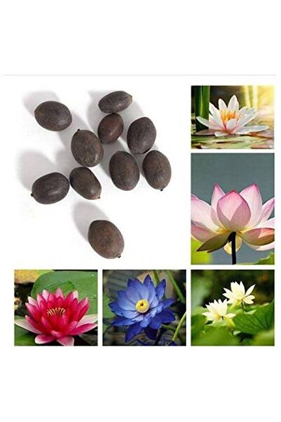 FarmLife Tohum 3 Adet 3 Renk Lotus Çiçeği (nilüfer) Tohumu