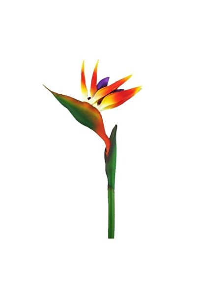 Serdar Çam Tohumculuk Nadir Cennet Kuşu Orkide Tohumu 2 Tohum Çiçek Tohumu