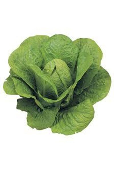 ata tohumculuk Organik Yedikule Marulu Tohumu Göbekli Marul 100 Adet