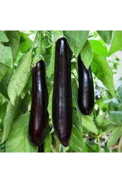 ata tohumculuk 50 Adet Yerli Kemer Patlıcan Tohumu