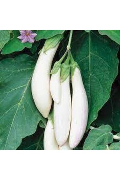 ata tohumculuk 5 Adet Tohuım Nadir Beyaz Kemer Patlıcan Tohumu Kemer Patlıcan...