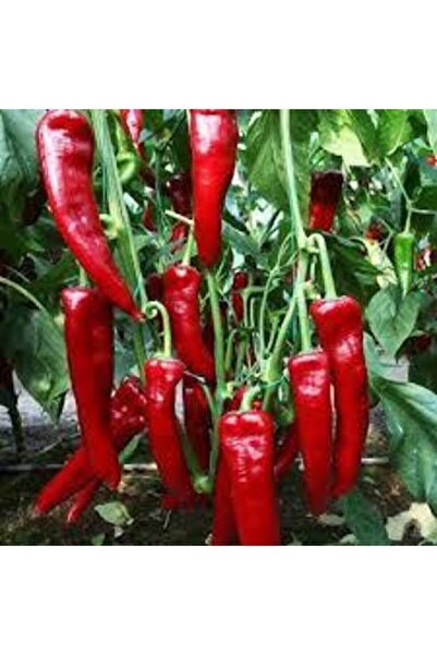 ata tohumculuk 100 Adet Tohum Süper Paket Adana Karaisalı Hafif Acı Salçalık Biber Tohumu