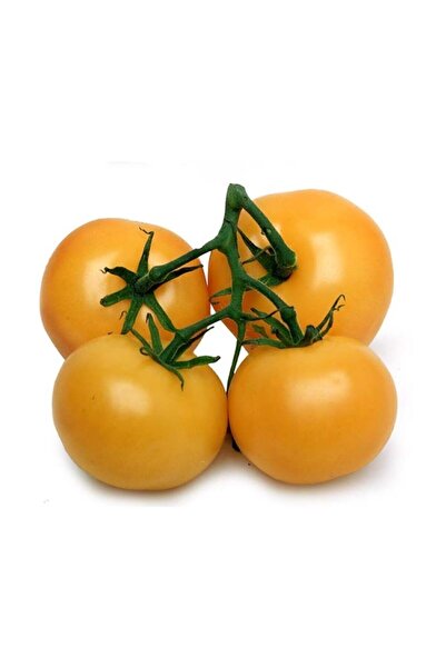 Genel Markalar Nadir İthal İri Turuncu Domates Tohumu 5 Adet Tohum