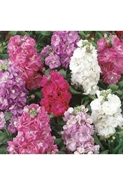 ata tohumculuk 10 Adet Şebboy Çiçeği Tohum