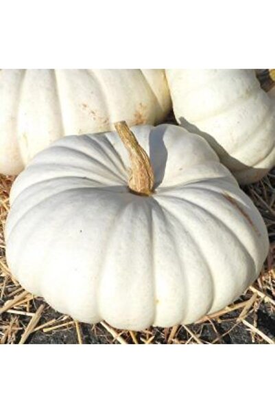 Serdar Çam Tohumculuk Meşhur Mantaş Kabağı Tohumu 5 Tohum Kabak Tohumu