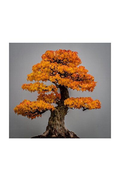 Çam Tohumculuk Tohumculuk Liquidambar Bonsai Ağacı Tohumu 5 Adet Bonsai Ağacı...