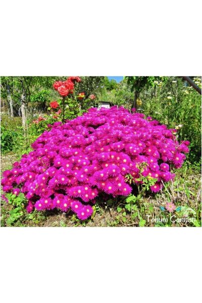 TÇ Acem Halısı Tohumu (100 Tohum)