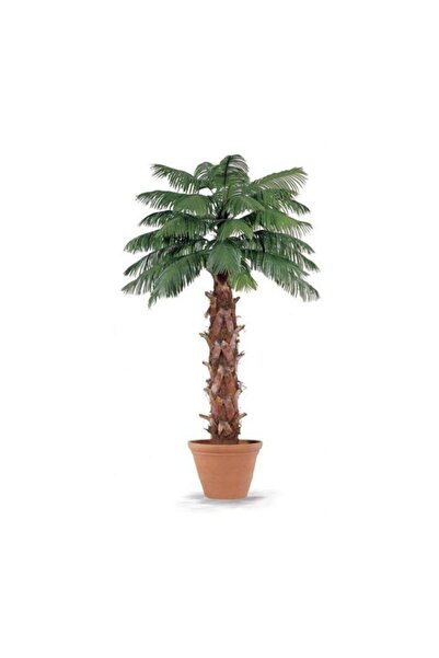 Serdar Çam Tohumculuk Washingtonia Robusta Palmiye Ağacı Tohumu 3 Adet Tohum