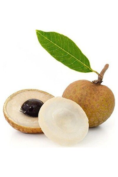 Serdar Çam Tohumculuk Ithal Nadir Tropikal Ejderha Gözü Meyvesi Tohumu Ekim S...