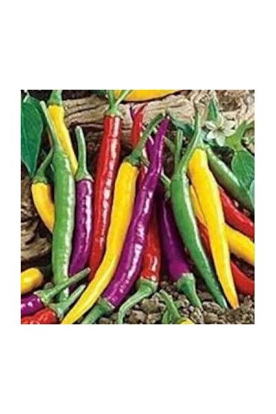 Genel Markalar Nadir İthal Rengarenk Acı Biber Tohumu 5 Adet Tohum