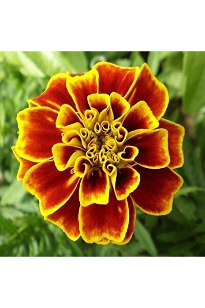 Genel Markalar Tohumculuk Kadife Çiçeği Tohumu 15 Adet Tohum Kadife Çiçek Tohumu