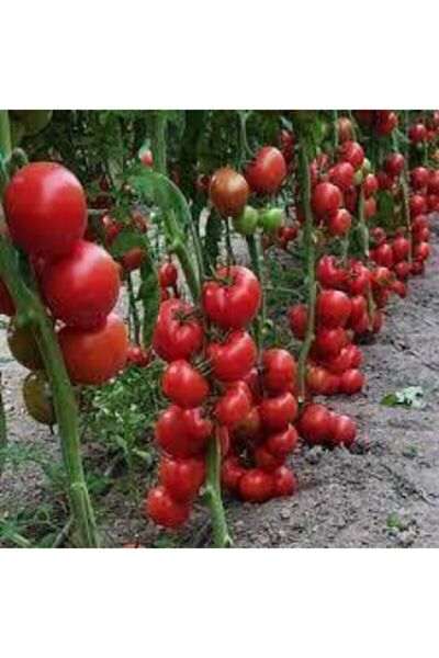 ata tohumculuk Domates Yerli Tohum  5 Adet