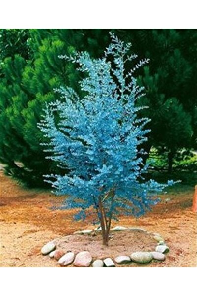 Serdar Çam Tohumculuk Bodur Alman Mavi Okaliptüs Ağacı Tohumu 5 Adet Tohum