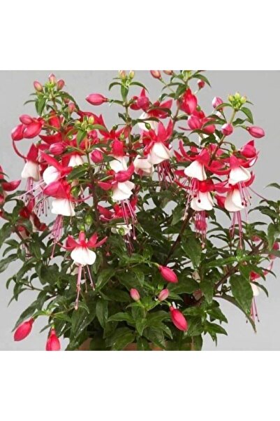 Serdar Çam Tohumculuk Nadir Pembe Küpeli Çiçeği Tohumu 5 Tohum Çiçek Tohumu