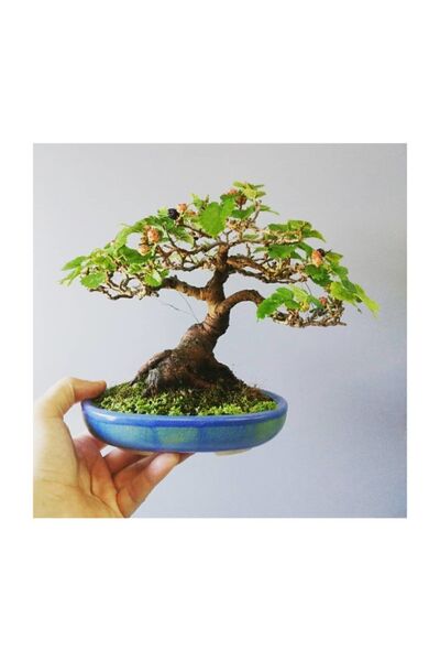 Serdar Çam Tohumculuk Bodur Beyaz Dut Bonzai Ağacı Tohumu 5 Adet Bonsai Ağacı...