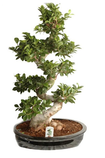 Serdar Çam Tohumculuk Bodur Hambeles Bonzai Ağacı Tohumu 5 Adet Tohum Bonsai ...