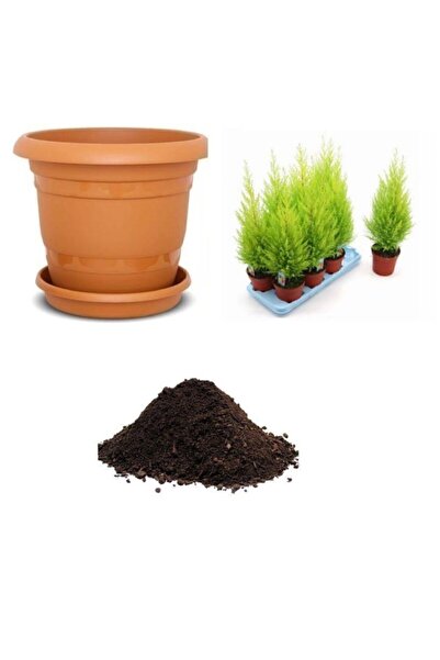 Serdar Çam Tohumculuk Nadir Limon Servi Ağacı Tohumu Ekim Seti